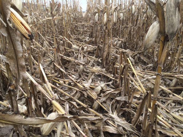 High winds in the western Midwest caused some corn stalk breakage and ear loss. (DTN photo by Russ Quinn)